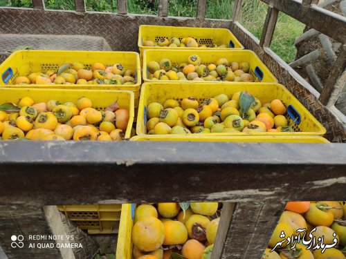 برداشت بیش از ۵۰۰ تن خرمالو از باغات شهرستان آزادشهر