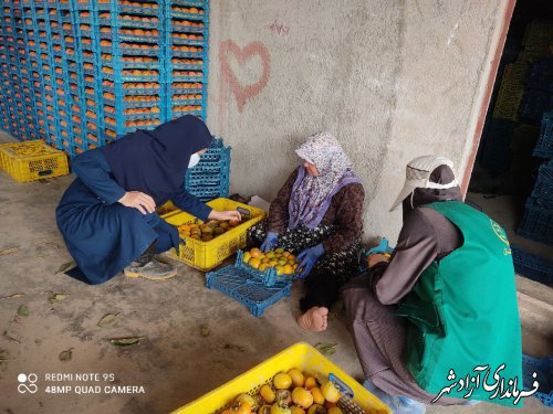 برداشت بیش از ۵۰۰ تن خرمالو از باغات شهرستان آزادشهر