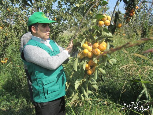 برداشت بیش از ۵۰۰ تن خرمالو از باغات شهرستان آزادشهر