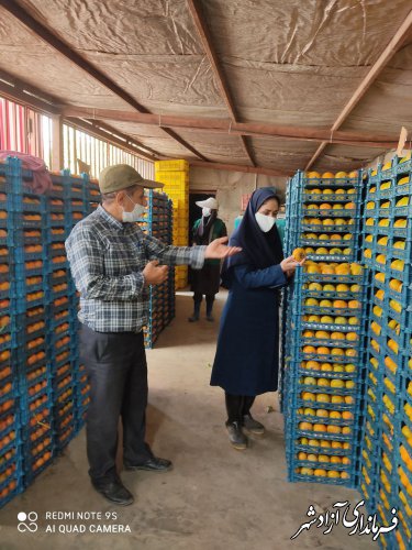 برداشت بیش از ۵۰۰ تن خرمالو از باغات شهرستان آزادشهر