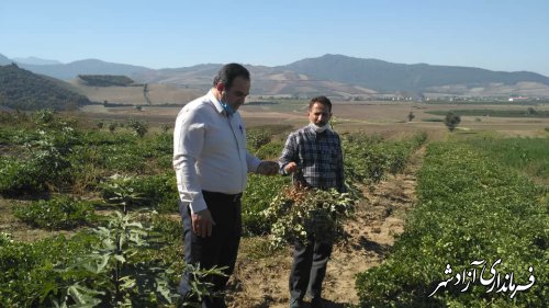 کاشت محصول آجیل روغنی بادام زمینی در باغات جدیدالاحداث شهرستان آزادشهر