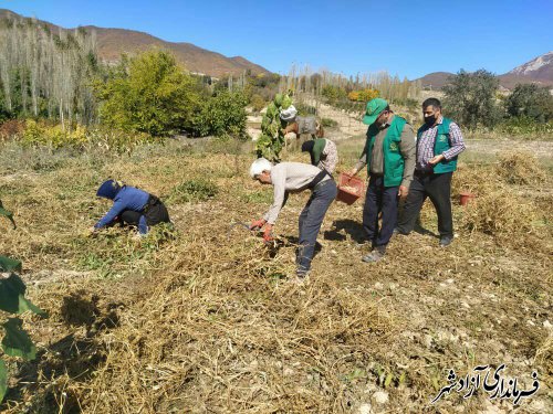 بخش چشمه‌ساران آزادشهر از مناطق مهم تولید حبوبات استان است