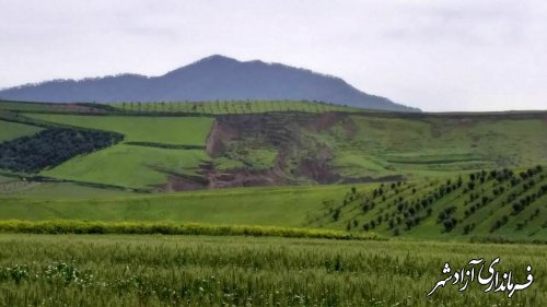  بیشترین سطح میوه‌های سردسیری و گیاهان دارویی استان گلستان در شهرستان آزادشهر قرار دارد