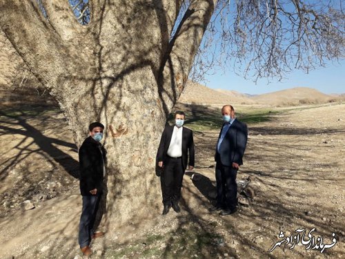 پیرچنار کهن ترین درخت روستای تیل آباد شهرستان آزاشهر 