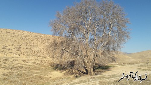 پیرچنار کهن ترین درخت روستای تیل آباد شهرستان آزاشهر 