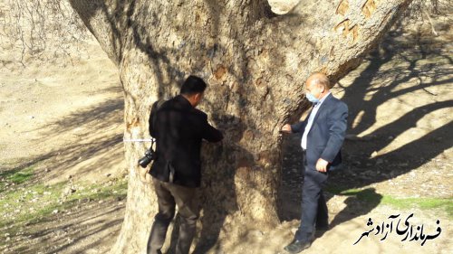 بازدید از پیرچنار کهن ترین درخت روستای تیل آباد شهرستان آزادشهر جهت ثبت در فهرست میراث طبیعی کشور
