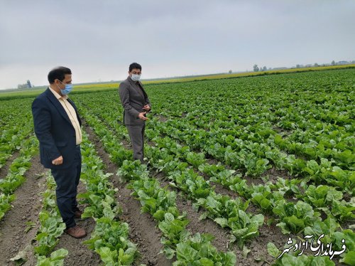 نظارت و بازدید مدیر جهادکشاورزی آزادشهر از مزارع چغندرقند شهرستان