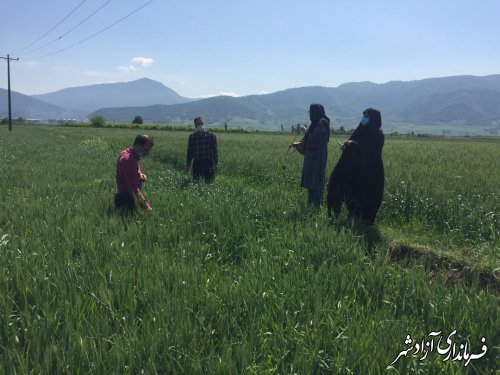 بازدید مسوول سایت‌های الگویی ترویجی سازمان جهادکشاورزی استان از سایت روستای خاندوز سادات