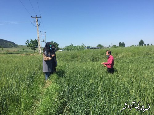 بازدید مسوول سایت‌های الگویی ترویجی سازمان جهادکشاورزی استان از سایت روستای خاندوز سادات