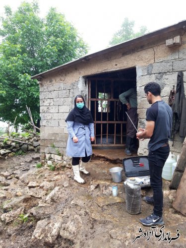 آغاز عملیات پروژه اصلاح نژاد دام روستایی در شهرستان آزادشهر