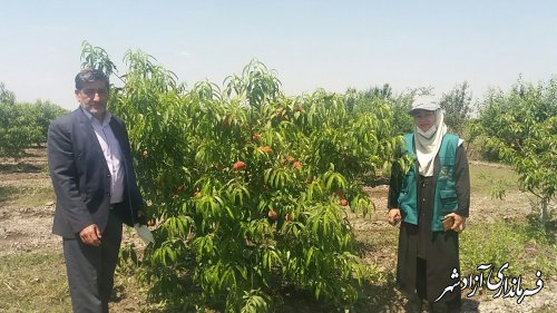 بازدید از وضعیت باردهی باغات هلو توسط معاون فنی مدیریت جهادکشاورزی آزادشهر