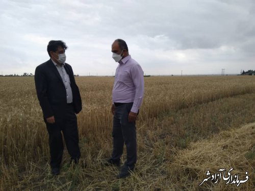 بازدید معاون فنی مدیریت جهادکشاورزی آزادشهر از وضعیت تعدادی از مزارع گندم