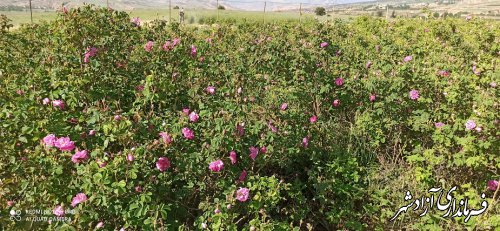 برداشت گل محمدی از گلستان های ترسیب کربن