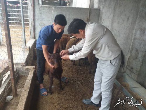 راستی‌آزمایی طرح هویت‌گذاری دام در سطح دامدارهای سنتی شهرستان آزادشهر