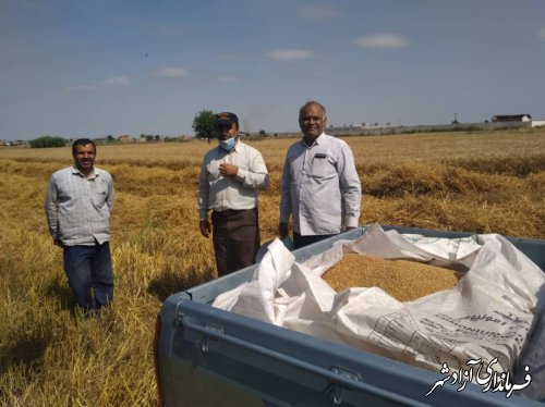 انجام کیل‌گیری و برآورد تناژ تولید از مزارع نمونه شهرستان