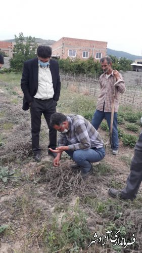 بازدید دکتر زینلی مجری طرح‌های گیاهان دارویی وزارت جهاد کشاورزی از مزارع گیاهان دارویی شهرستان آزادشهر