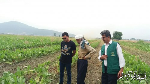 آغاز برداشت از مزارع چغندرقند در شهرستان آزادشهر