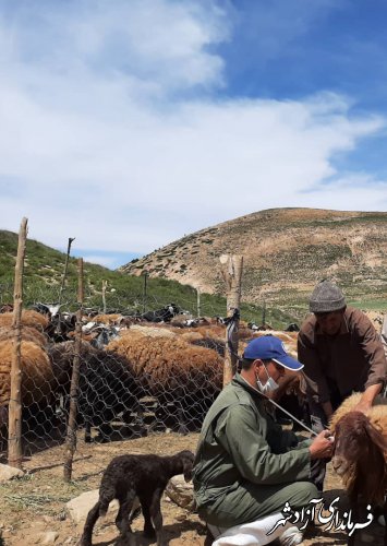 واكسيناسيون آبله گوسفند و بز در شهرستان آزادشهر پايان يافت