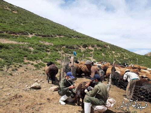 واكسيناسيون آبله گوسفند و بز در شهرستان آزادشهر پايان يافت