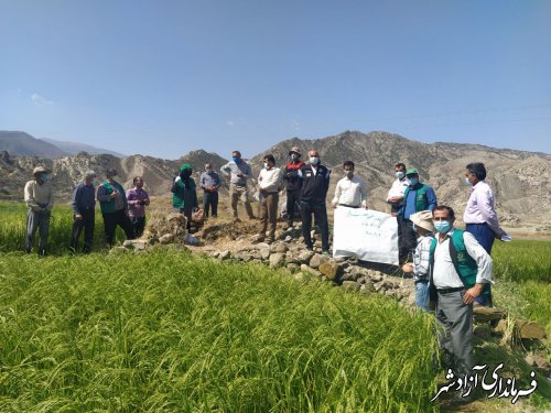 برگزاری اولین روز مزرعه در روستای رودبار مرکز جهادکشاورزی فارسیان