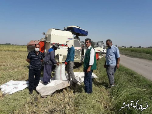 آغاز برداشت شالی نسق در شهرستان آزادشهر