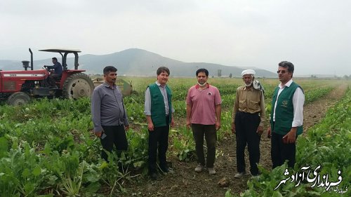 پیش‌بینی افزایش سه برابری کاشت چغندرقند در شهرستان آزادشهر