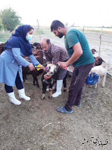 بیش از ۹۲ هزار رأس دام در شهرستان آزادشهر پلاک‌کوبی شده‌اند