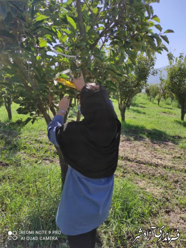 مبارزه بیولوژیک در بیش از ۲/۵ برابر سطح پیش‌بینی شده در مزارع شهرستان آزادشهر 