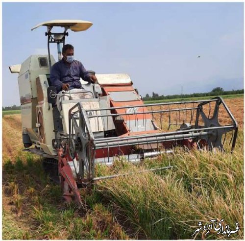 برداشت مزرعه خشکه‌کاری برنج در شهرستان