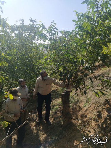 رضایتمندی از طرح پیوند باغات گردو در شهرستان آزادشهر