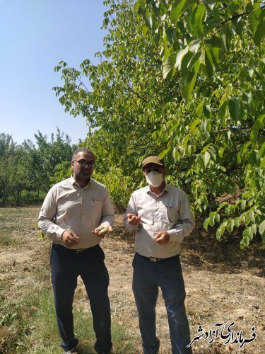 بررسی وضعیت باردهی باغات گردو در آزادشهر