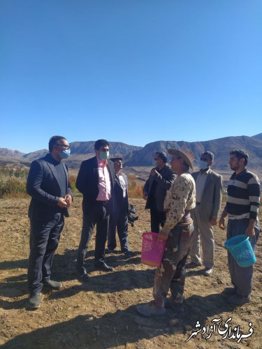 برگزاری اولین روز مزرعه زعفران در روستای وامنان شهرستان آزادشهر