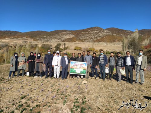 برگزاری اولین روز مزرعه زعفران در روستای وامنان شهرستان آزادشهر