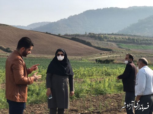 برگزاری نخستین جشنواره تخصصی گیاهان دارویی در شهرستان آزادشهر