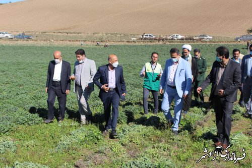 نخستین جشنواره تخصصی گیاهان دارویی استان گلستان، در شهرستان آزادشهر برگزار شد