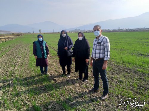 بازدید مسئولین سازمان جهادکشاورزی استان از وضعیت سبز اولیه مزرعه گندم کشت بی‌خاکورزی شهرستان آزادشهر