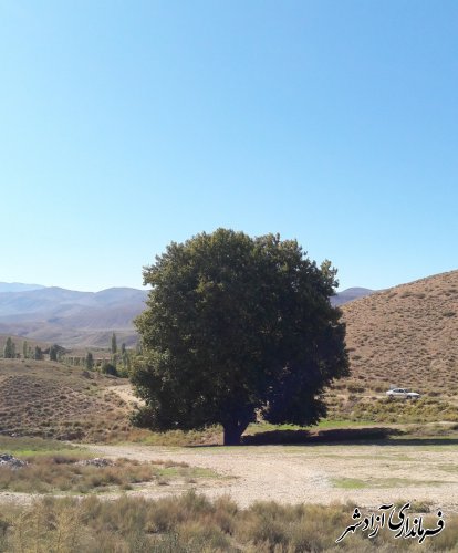 معرفی چنار کهنسال روستای تیل آباد اثر ارزشمند طبیعی شهرستان آزادشهر در فهرست آثار طبیعی کشور