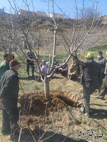 برگزاری کارگاه عملی آموزش هرس، تغذیه باغات و تغذیه مزارع زعفران در روستای سیب‌چال