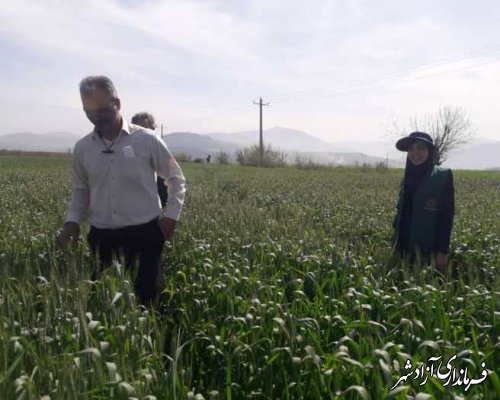 بازدید مدیرکل پیش‌آگاهی سازمان حفظ نباتات کشور از مزارع گندم شهرستان آزادشهر