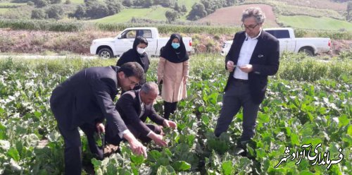 بازدید مدیرکل پیش‌آگاهی سازمان حفظ نباتات کشور از مزارع چغندرقند شهرستان آزادشهر 