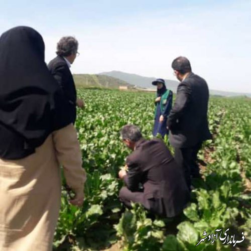 بازدید مدیرکل پیش‌آگاهی سازمان حفظ نباتات کشور از مزارع چغندرقند شهرستان آزادشهر 