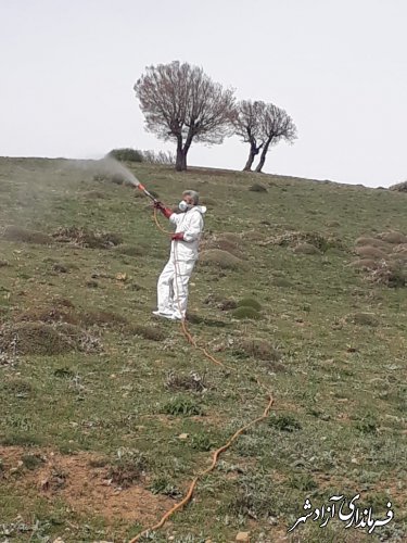 آغاز عملیات مبارزه با ملخ در شهرستان آزادشهر