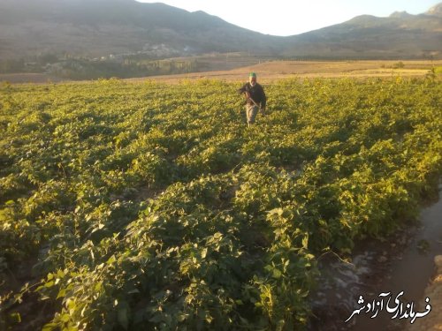 پیش‌بینی برداشت ١٠٠٠ تا ١۵٠٠ کیلوگرم لوبیا از هر هکتار مزارع شهرستان آزادشهر