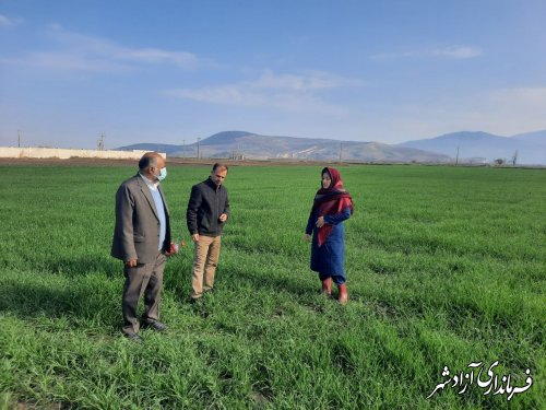 استقبال کشاورزان از طرح کشت قراردادی گندم در مراکز جهادکشاورزی شهرستان آزادشهر