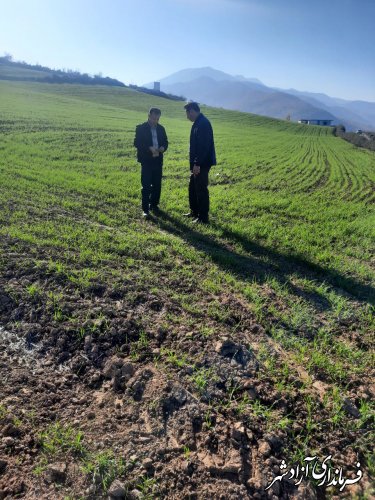 کشت آزمایشی ۶ رقم گندم در سطح ۵۴ هکتار در روستای سیدآباد شهرستان آزادشهر