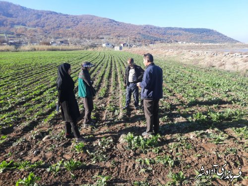 کشاورزان، علف‌های هرز مزارع چغندرقند را در چهار هفته اول رشد کنترل کنند