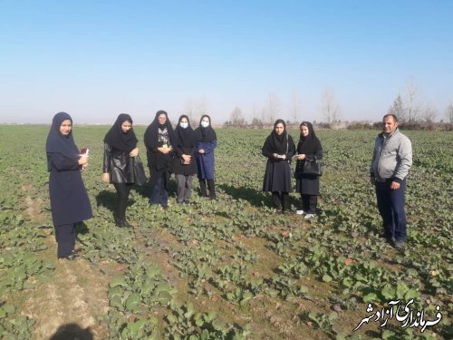 برگزاری کارگاه آموزشی مزرعه‌ای بیماری‌ها و علف‌های هرز مزارع برای کارشناسان شهرستان آزادشهر