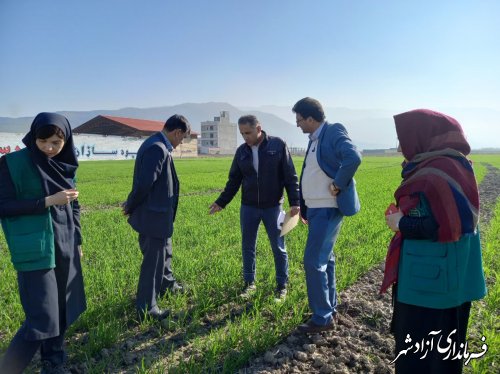 لاین‌ها و ارقام جدید گندم در شهرستان آزادشهر تحت کشت ترویجی قرار گرفتند