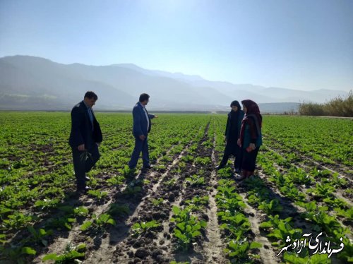 افزایش ۶٠ درصدی کشت چغندرقند در شهرستان آزادشهر