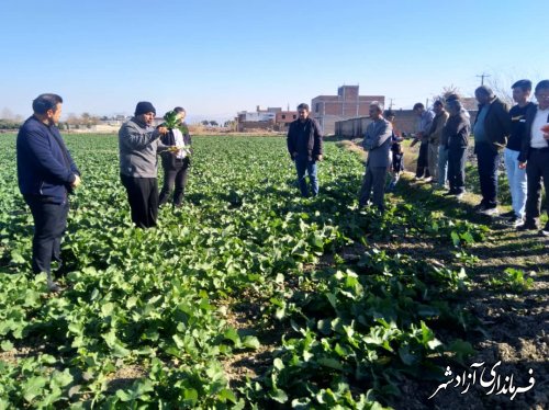 برگزاری کارگاه‌ آموزشی داشت کلزا در دو مزرعه در شهرستان آزادشهر